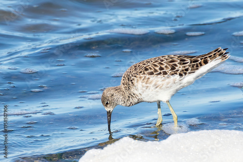 Non-breeding Ruff (Calidris pugnax) Kliphoek Salt Pan, Velddrif, Western Cape, South Africa wading in evaporation pan