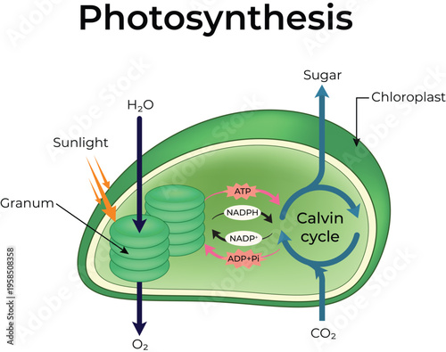 Photosynthesis Anatomy Diagram Vector Illustration