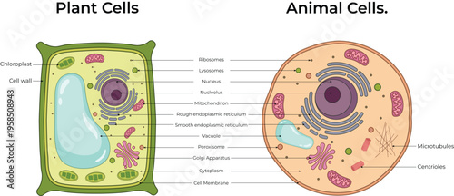 Plant Cell and Animal Cells Diagram Vector Illustration