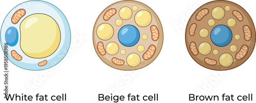 Types of Fat Cells Diagram Illustration