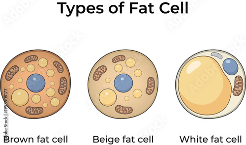Types of Fat Cells Diagram Illustration