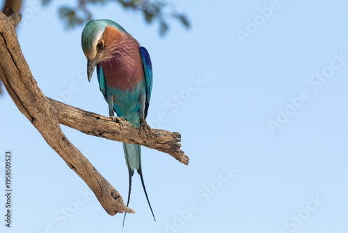 Lilac-breasted Roller (Coracias caudatus) Kgalagadi Transfrontier Park, Kalahari, Northern Cape, South Africa perched on branch 