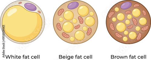 Types of Fat Cells Diagram Illustration