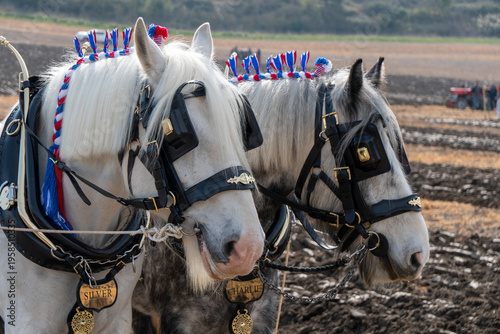 Photography Bratton, Wiltshire, UK,22nd March 2026 - A beautiful pair of grey plough horses