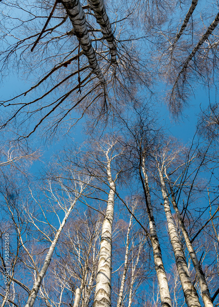 Fototapeta premium photography with tree trunks against a blue spring sky, spring in the swamp