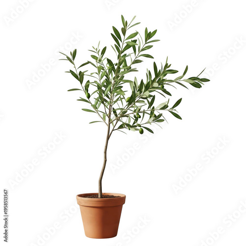 Potted olive tree with lush green leaves and small branches isolated on transparent background