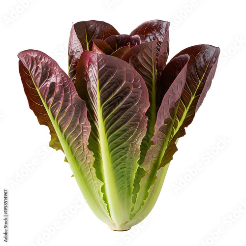 Red Leaf Lettuce With Green Inner Leaves Isolated On a transparent background Studio Shot