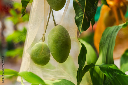 Green mango fruits covered with protective mesh bag hanging on tree branch in tropical garden koh samui Thailand