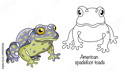 American spadefoot toads