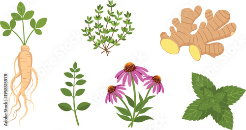 Medicinal Herbs and Roots Vector Set Featuring Ginseng, Ginger, Mint, Echinacea and Botanical Leaves for Herbal Medicine, Natural Health and Organic Design