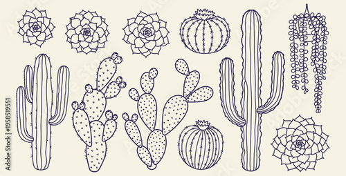 Collection of various hand drawn desert succulent and cactus illustrations in outline style perfect for natural botanical design projects