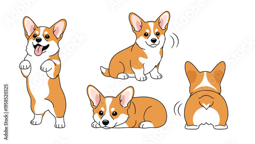 Adorable pembroke welsh corgi dog in four different poses including sitting lying down standing and showing its back.