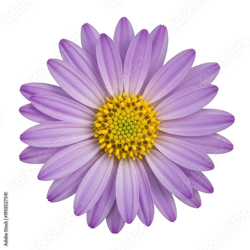 A close-up view of a vibrant purple flower with a yellow center isolated on transparent background
