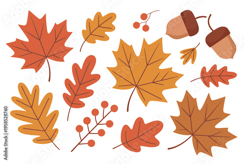 Colorful autumn leaves and acorns on white background