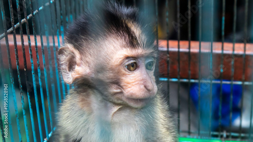 Photography baby monkey in an iron cage