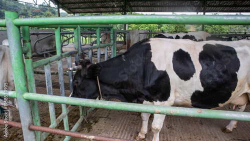 Fotografie dairy cattle on the farm