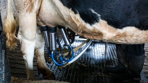 Fotografie milking cows with a milking machine