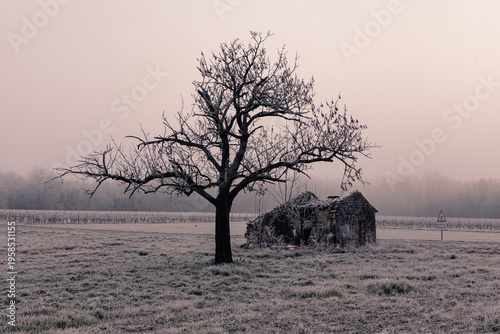Obraz na płótnie L'arbre et le cabanon