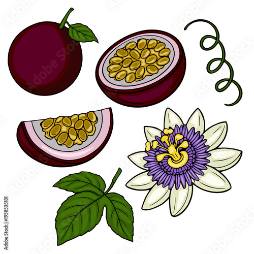 Vibrant vector illustration of passion fruit, flower, and leaves with seeds