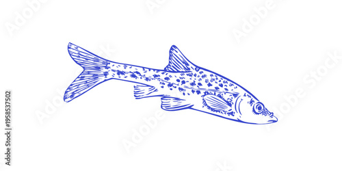 Detailed Freshwater Fish Line Art Dalmatian Barbel Gudgeon