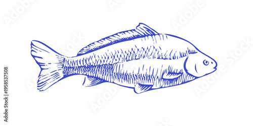 Classic Hand Drawn Fish Illustration Vintage Style. Mirror Carp