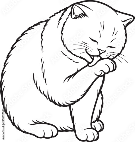 British Shorthair cat grooming paw lick black and white line art isolated