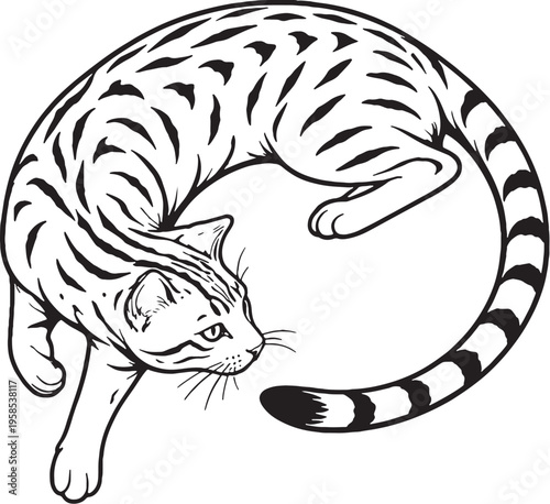 Bengal Cat Chasing Tail Circle Pose Black and White Line Art Vector Illustration