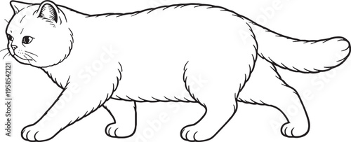 Exotic Shorthair Cat Walking Side View Line Art Black White Cat Illustration