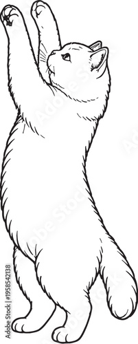 Exotic Shorthair Cat Reaching Up Front Paws Line Art Black White Pet Behavior Illustration