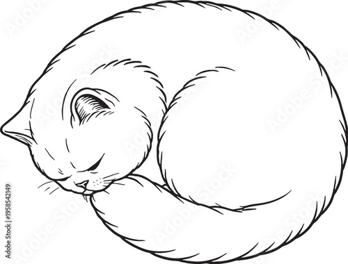 Exotic Shorthair Cat Sleeping Curled Top View Line Art Black White Cat Illustration
