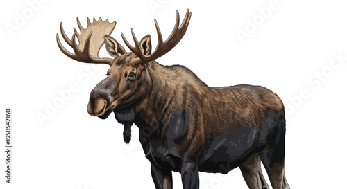 Majestic Moose with Large Antlers Isolated on White Background