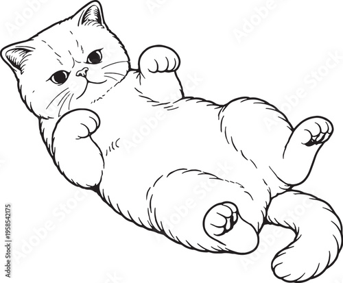 Exotic Shorthair Cat Lying Belly Up Playful Line Art Black White Cat Illustration
