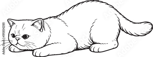 Exotic Shorthair Cat Pouncing Low Crouch Line Art Black White Hunting Behavior Illustration.eps