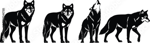 Wolf silhouettes set, howling and standing wild timber wolf vector illustrations