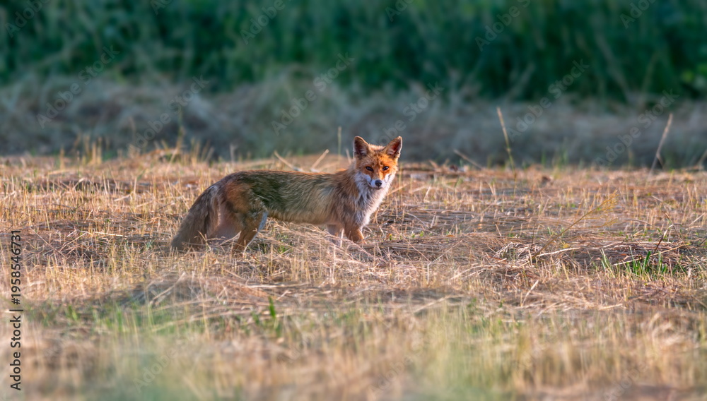 Fototapeta premium One fox standing in a field observing