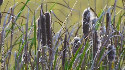 field of cattail reeds fluffy blowing against sunset light