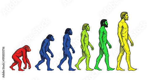 Human Evolution Stages: From Ape to Modern Man