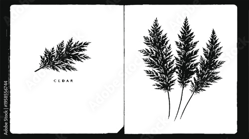 Cedar Fronds Illustration: A stark, monochromatic illustration showcases delicate cedar fronds, one isolated and the other in a small cluster, evoking a sense of organic simplicity and natural beauty.