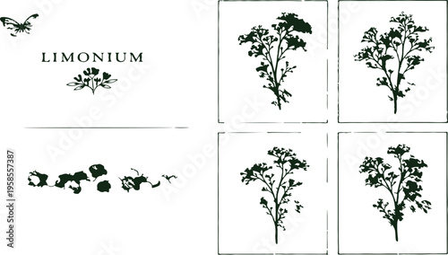 Limonium plant illustration: Artistic botanical study showcases elegant limonium plant illustrations, captured in high-quality graphic detail.  The composition offers a captivating aesthetic.