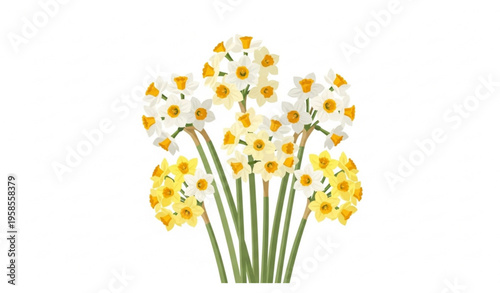 Bunch flowered narcissus daffodil bouquet flat vector floral design isolated on white background