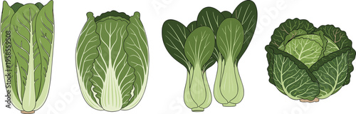 Green leafy vegetable illustration set featuring lettuce, cabbage, napa cabbage, and bok choy in fresh organic food flat vector style