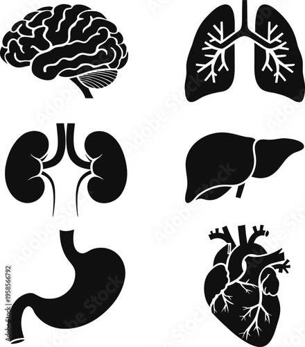 Human internal organs anatomy and medical healthcare vector icons