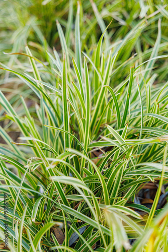 Variegated Japanese Sedge Carex Morrowii Ice Dance Foliage in Bright Morning Sunlight on a Sunny Winter Day in January Garden