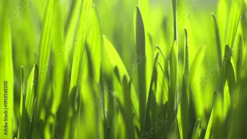 Fresh green grass sways gently in soft light. Close-up reveals delicate blades and vibrant color. Sunlight filters through blades, casting subtle shadows. Natural movement suggests calm