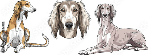 Saluki dog closeup headshot portrait lying down relaxed pose set