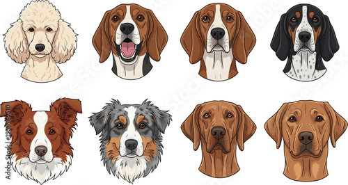 Dog faces collection with different breeds detailed pet portraits domestic canine animals vector illustration set