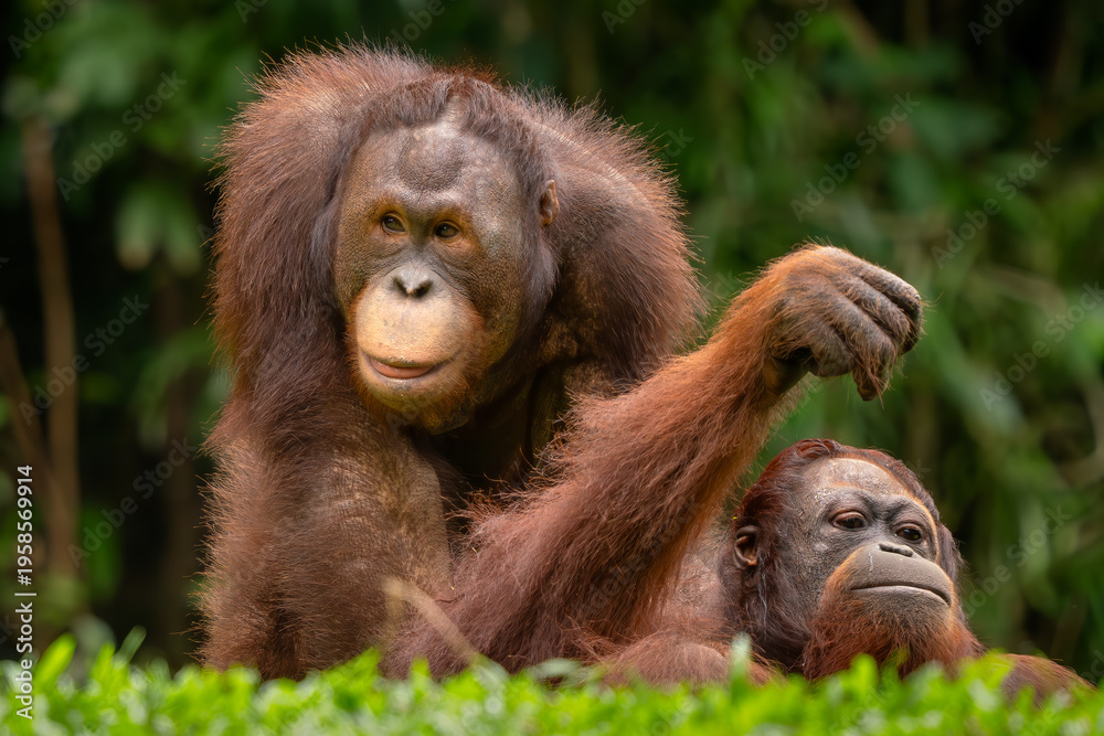 Fototapeta premium Bornean Orangutan - Pongo pygmaeus, portrait of beautiful large popular ape endemic to the island of Borneo, Malaysia.