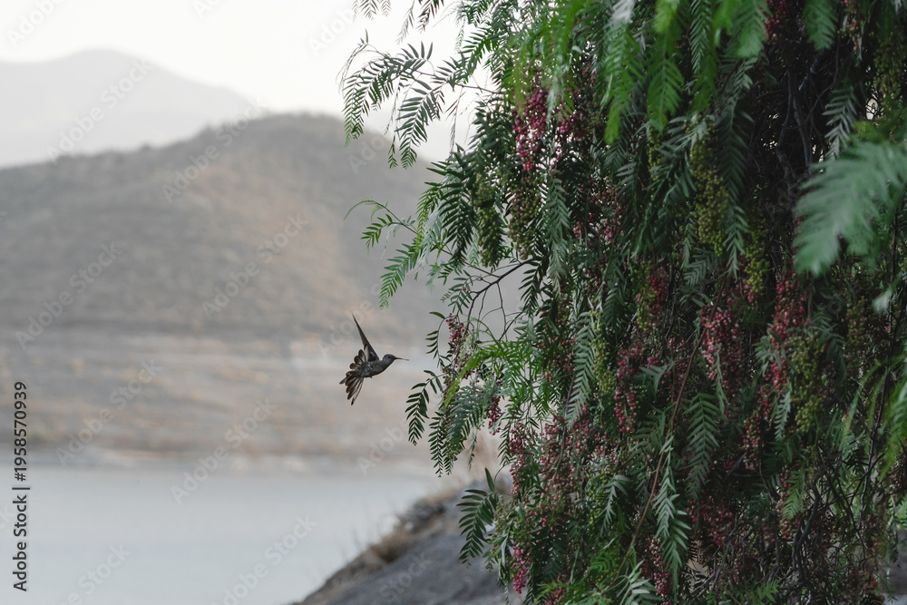 Obraz premium Colibrí en vuelo junto a árbol con flores rosadas frente a lago y montañas neblinosas 