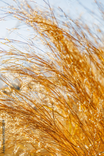 Copper Foliage and Silvery Seed Heads of Schizachyrium Scoparium Little Bluestem Grass in Bright Morning Sunlight on a Sunny Winter Day in a January Garden