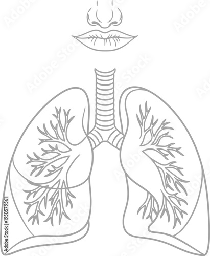 Human lungs anatomy, respiratory system, breathing illustration, medical vector diagram